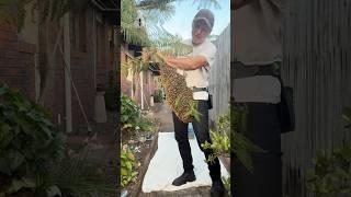 Exotic Fern Fruit with a Sting