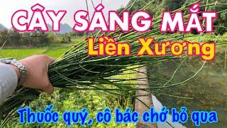 Cây LIỀN XƯƠNG - SÁNG MẮT Rất Hay, Thuốc Quý Nhưng Chú Ý Cách Thu Hái | CTVC