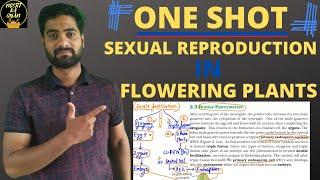 Sexual Reproduction in Flowering Plants in One shot||CBSE Class 12 biology||NCERT Biology.