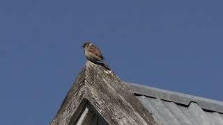 Life Of The Little Sparrow