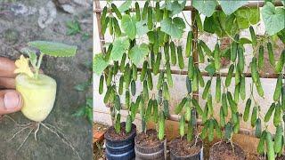 How to grow cucumber tree many fruits at home, growing cucumber easy process