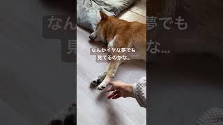 大丈夫だったかな？　#shiba  #柴犬との暮らし  #柴犬の日常  #柴犬ライフ  #可愛い  #柴好き  #いやし