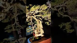 #Inspirasi Bonsai Santigi Terbaik Di Indonesia, Inspirasi Bonsai Buat Pemula