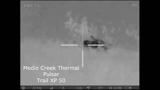 Wild hog Hunting! Thermal night hunting with Pulsar Tail XP50