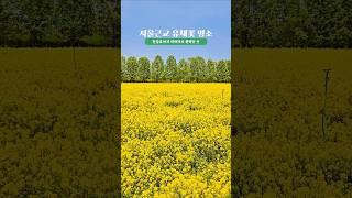 한강뷰 따라 유채꽃이 활짝 핀 구리한강시민공원 #구리한강시민공원 #구리유채꽃 #경기도여행 #구리여행 #주말나들이 #경기도유채꽃 #서울근교여행