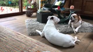 English bulldog vs American bulldog