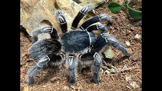 Aphonopelma seemanni, Costa Rican Zebra Tarantula  rehouse and care