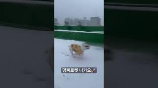 짧고 뚱뚱해도 빠른 망찌로켓  #shorts #프렌치불독 #frenchbulldog #짧고뚱뚱함 #짧뚱이