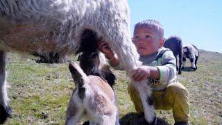 Niyabung learning to milk sheep with his father somuhang || shepherd life of Nepal || Himalayan life