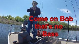 Come on Bob that's no bass