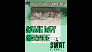 Got an infestation? Don't Delay! #SWATWildlife #SameDayService