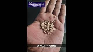 ADENIUM SEEDS FOR SALE