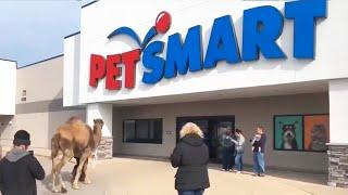 Taking a Camel to the Store