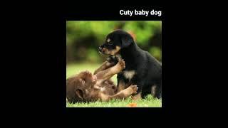 Cute baby dogs #shorts AnimalTube - World of animals