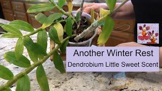 Another Orchid Winter Rest | Dendrobium Little Sweet Scent | Orchid Care for Dendrobium Winter Rest