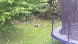 Rabbit in my yard