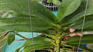 Bón phân cho lan ngọc điểm có nụ hoa.Put fertilizer on the jade orchid with flower buds.