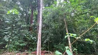 1-Rainforest Allah's Remembrance -  لا إله إلا الله   There is no god but Allah!