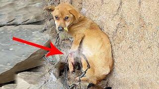 Sray mother dog was injured by a trap, two puppies brought rescuers and told its mom to stay strong