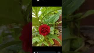 రేల రేల #song #music #folk  #viralvideo #flowers #gardening #yt #yts