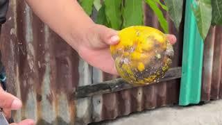 আমার বাগানের পেপে।
