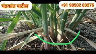 #Sendriy khatacha vapar kelyavar alela rezalt##