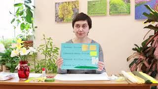 Мастер-класс «Изготовление цветов из гофрированной бумаги»