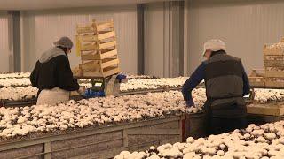 Le premier producteur français de champignons de Paris se trouve en Charente-Maritime