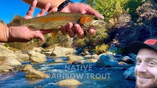 Fly Fishing For NATIVE Trout ‼️