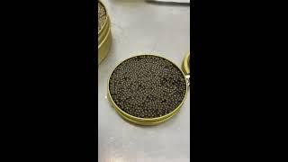 Laura King compares two tins of the Royal Belgian Oscietra Caviar for a tasting.