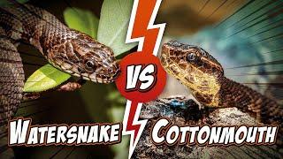 Snakes on the Water: Watersnake VS Cottonmouth