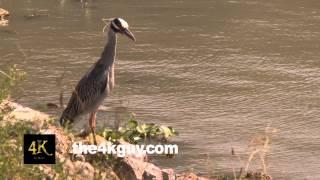 4K UHD 60fps - Yellow-Crowned Night Heron (Nyctanassa violacea) standing on the side of the water