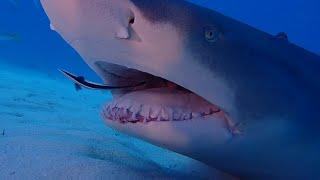 Shark Teeth Cleaning