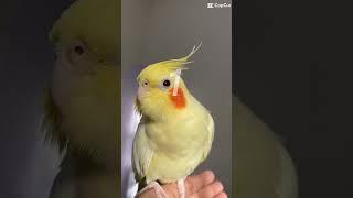 Proof that not everything can be an album cover Cockatiel Edition #cockatiel #pets #birds #tiktok