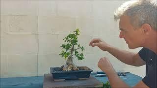 Ficus bonsai ginseng II - 4