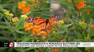 Monarch butterfly population decreasing