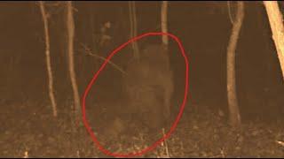 Connersville Sasquatch Captured on Game Camera