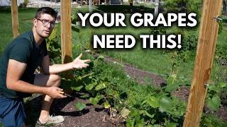 How to Prune Grapes The Correct Way - Complete Guide