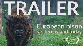 EUROPEAN BISON (Bison bonasus) YESTERDAY AND TODAY - TRAILER