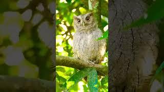 Can we skip to the good part  | Beautiful Owl | World of animals #owl #animals #youtube #shorts