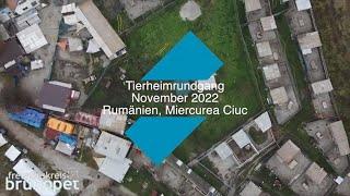 tierheim in miercurea ciuc november 2022