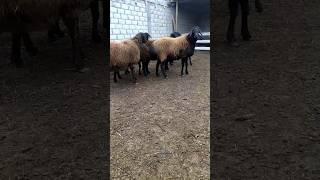 Гиссарские овцы #shorts #arashan #gissar