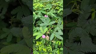 皇帝也愛不釋手的奇妙含羞草花和葉