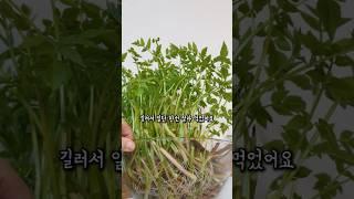 마트에서 산 미나리 펑생먹는법 #믈꽂이 #미나리키우기 #텃밭 #정원 #베란다텃밭