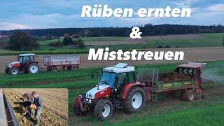 Teuerstes Rodeverfahren bei der Futterrüben Ernte | Mist fahren | Bauernhofteam