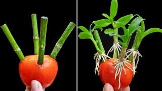 200 times stronger than garlic, orchid take root as soon as they touch tomatoes