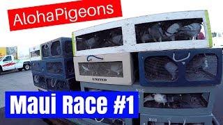 Homing Racing Pigeon 1st Race 2017 Young Bird Season