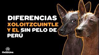 DIFERENCIA ENTRE EL XOLOITZCUINTLE Y EL PERRO SIN PELO DE PERÚ