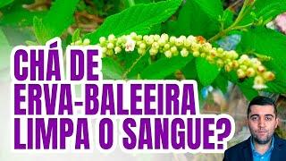 Impressionantes efitos do chá de erva-baleeira: acabe rápido com veias entupidas e a má circulação