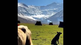 "Life at the Foot of Mount Kailash: Yaks, Nomads, and Endless Plains "